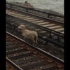 Photo: Wayward Sheep Wanders Metro North Tracks